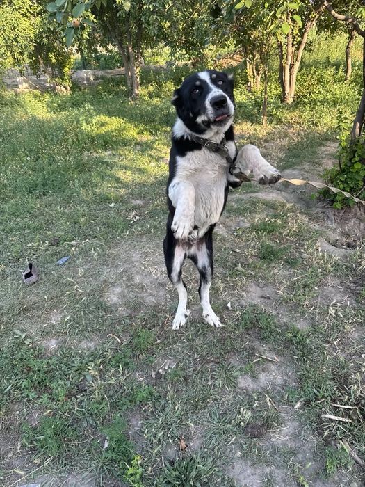 Туркман зотли ит