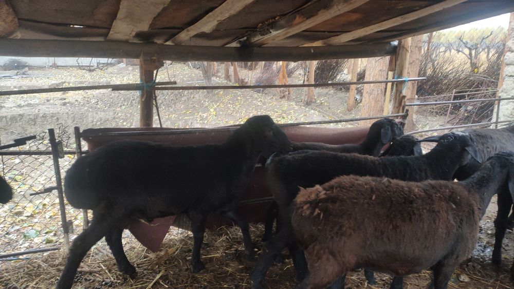 U jojasini uyingizda erotik raqsga tushayotganini tasvirga oladi.