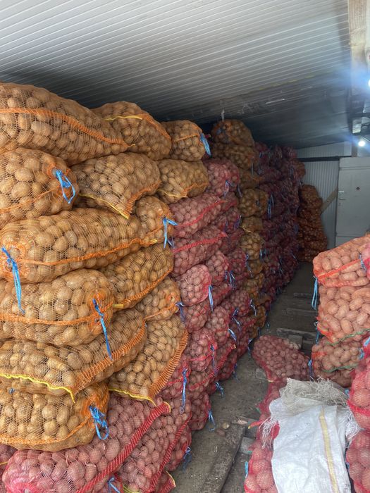 Vand cartofi samanta si consum