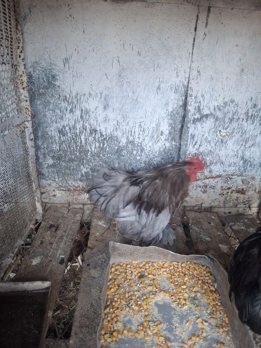 Vand cochinchina pitic