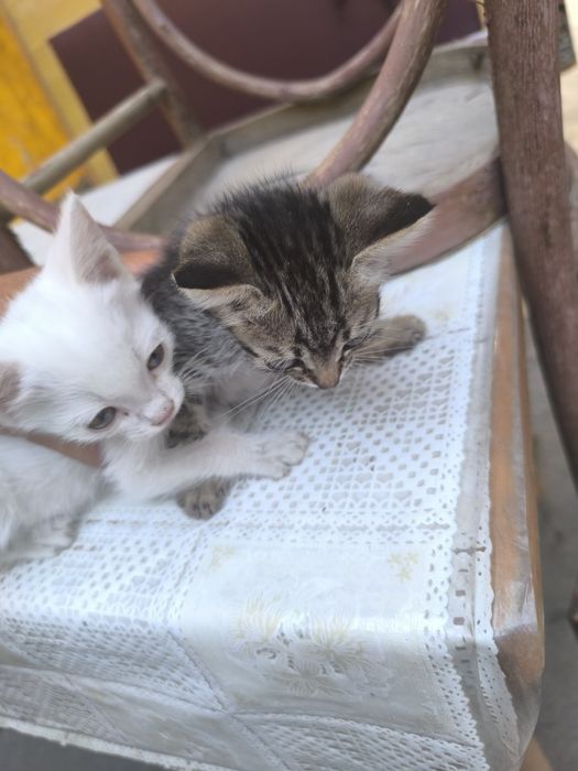 Котята 2.5 месяца
