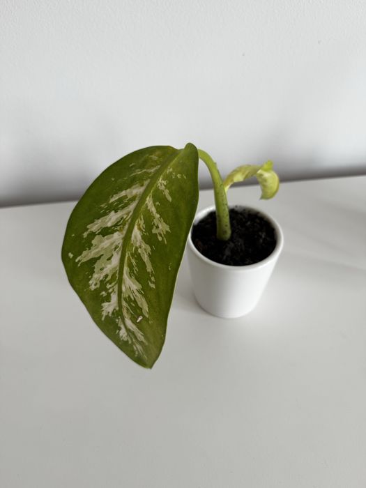 Dieffenbachia cu ghiveci ceramic
