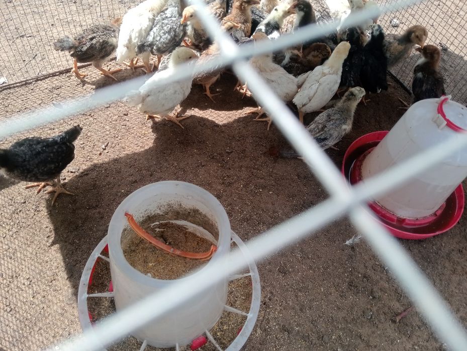 Продам цыплят разнородных.