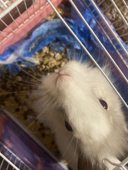 кролик декоративный