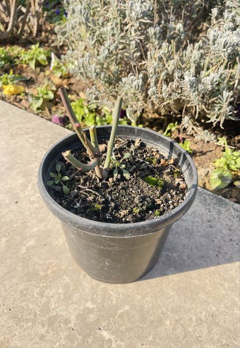 Саженцы роз Пионовидные