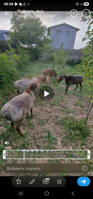 Куй кой QO'Y QOY