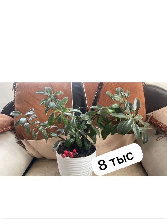 Продаю цыветы по низкой цене срочно