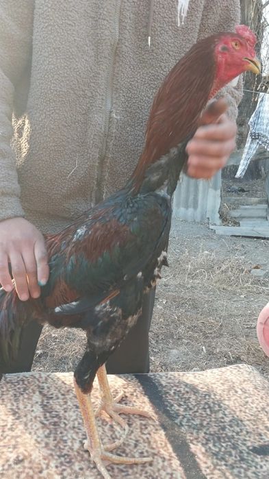 Продаю петушка китайцы