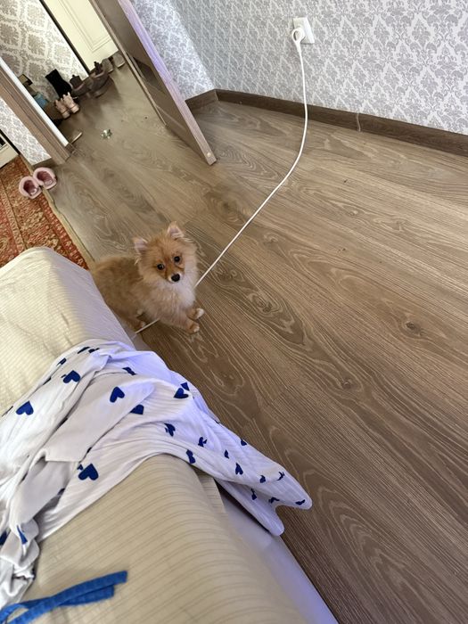 Померанский шпиц.