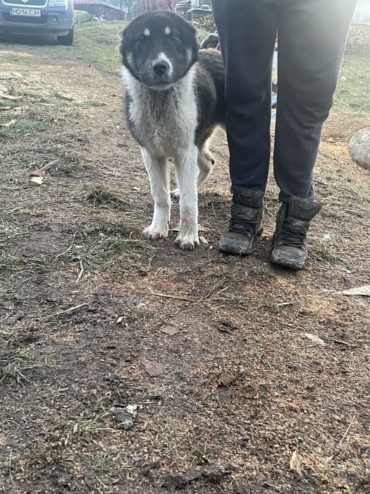 Femela asia centrala 6 luni