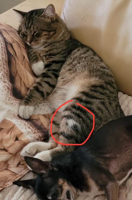 Потерялся кот, помогите найти