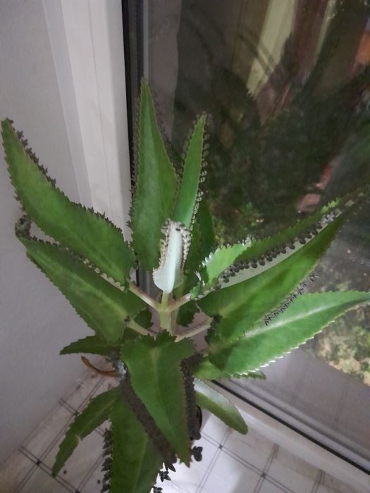 Каланхоэ лечебное продам