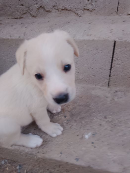 Am 6 pui de 5 săptămâni care își caută o familie iubitoare. Pentru mai multe informații, vă rog să mă contactați la numărul de telefon: 0745214663.