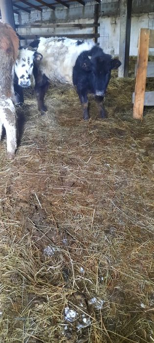 Продам телок. Село Кенжеколь