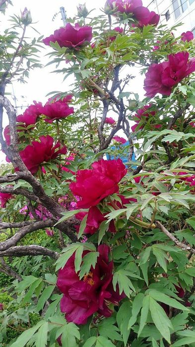 Bujor de Tip Pomisor (Diferite Culori )