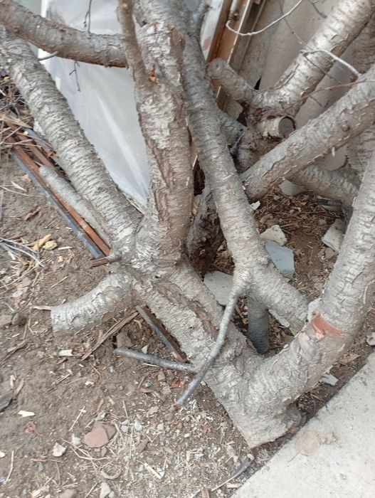 Агаш отын тегын алсаныз болады