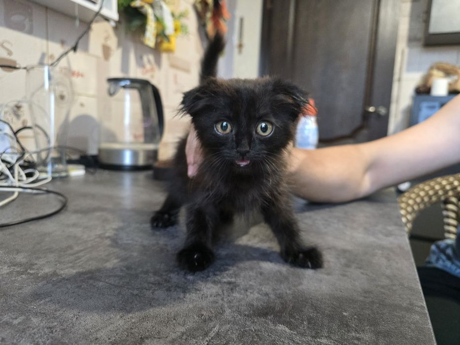Вислоухий котенок
