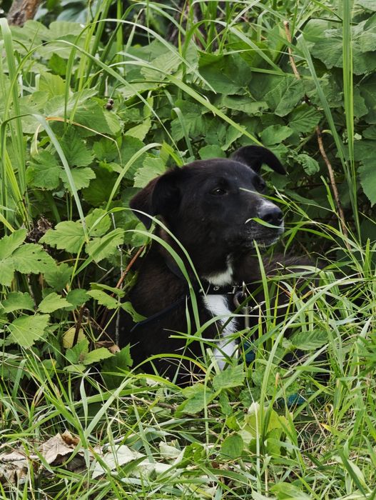 Ищет самые добрые руки СТЕРИЛИЗОВАННАЯ девочка Гера