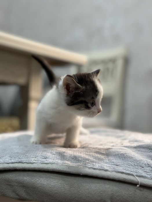 Котята бесплатно