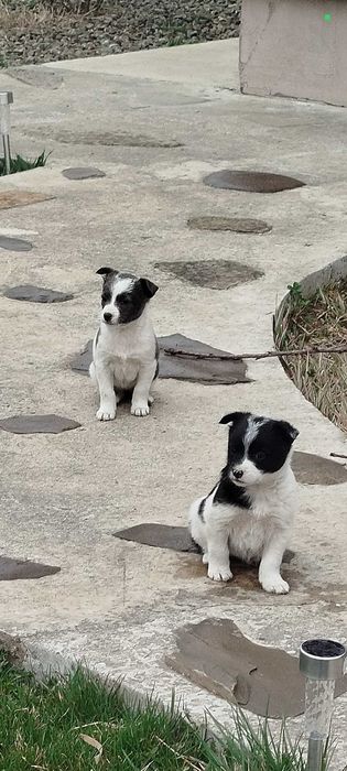 Donez cățelușe jucăușe