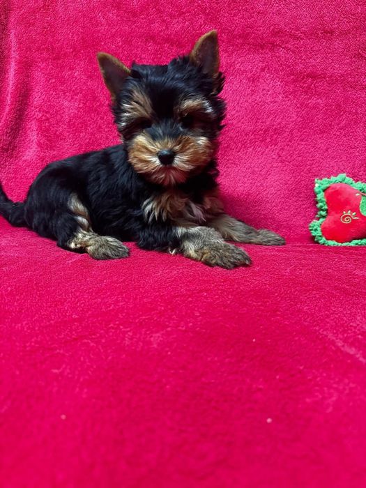 Yorkshire terrier mini toy