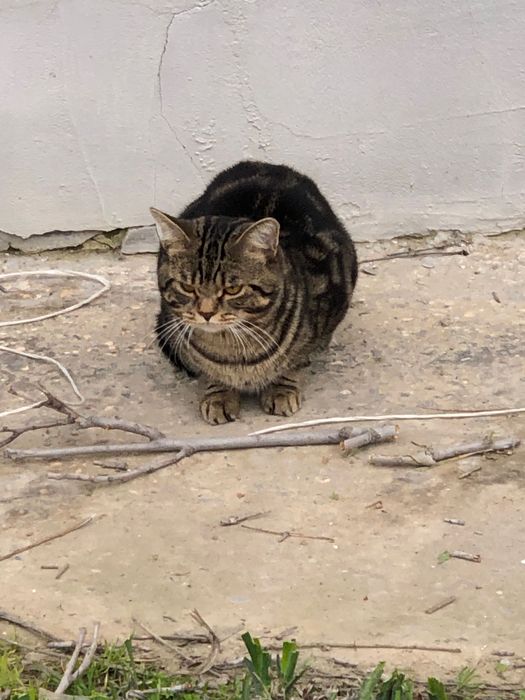 Тойгар потерялся кот