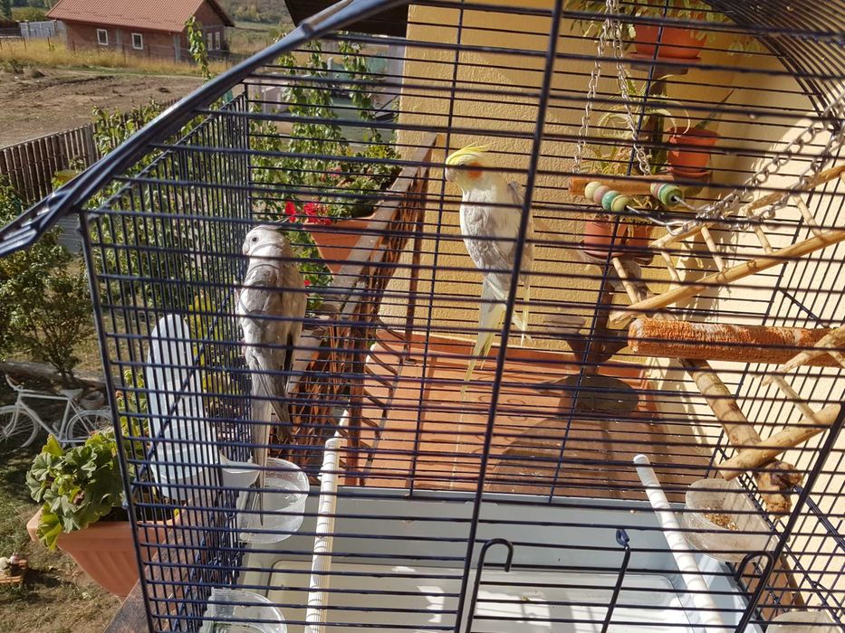 Vând nimfe cu tot cușcă