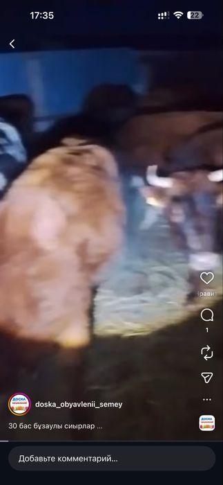 Оптом сиырлар сатылады