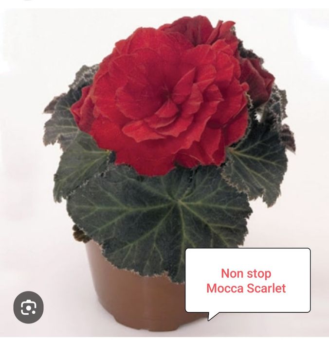 Бегония Нон стоп ( укоренённый черенок)