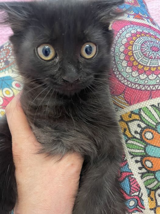 Котёнок вислоухий шоколадный девочка