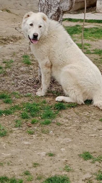 Ургашы сатылады!