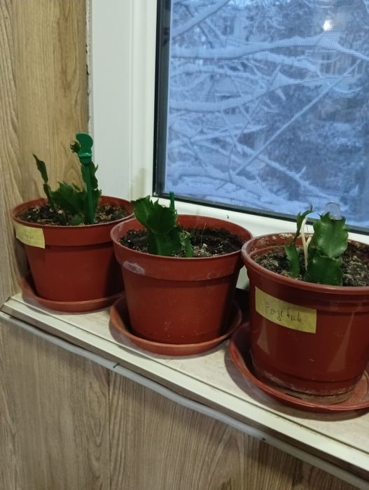 Продам домашний цветок