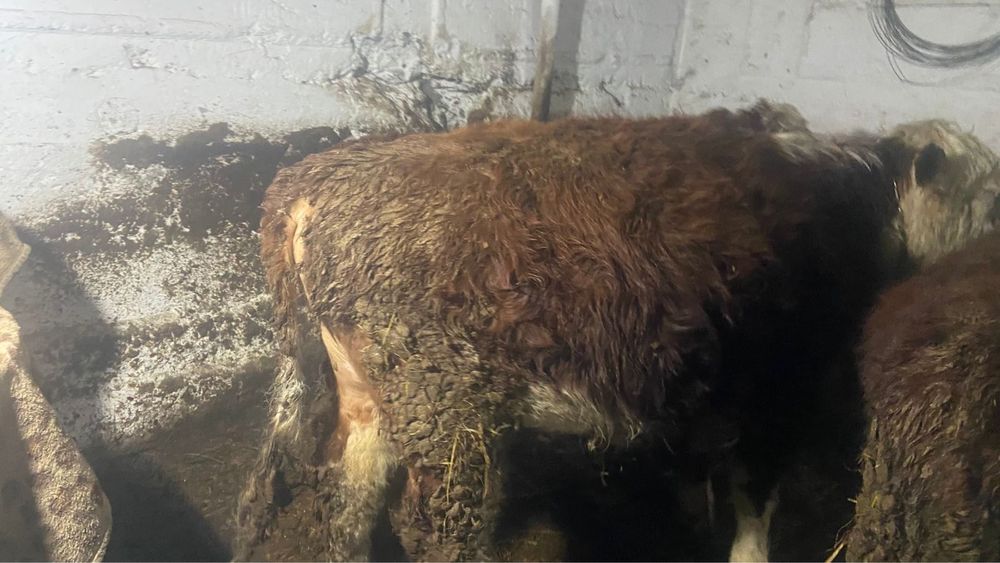 1 жасар ак бас бука