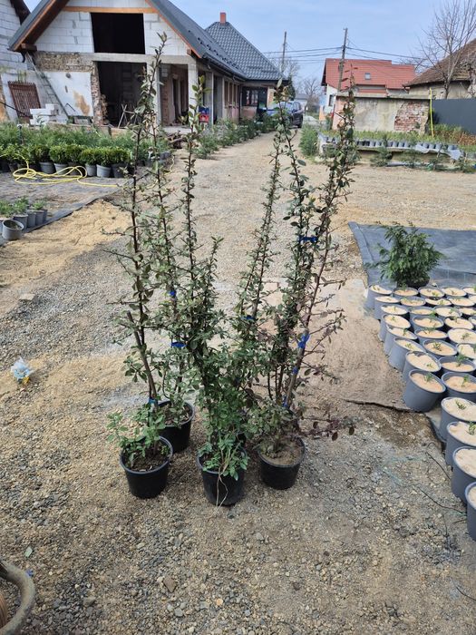 Piracanta  Red column