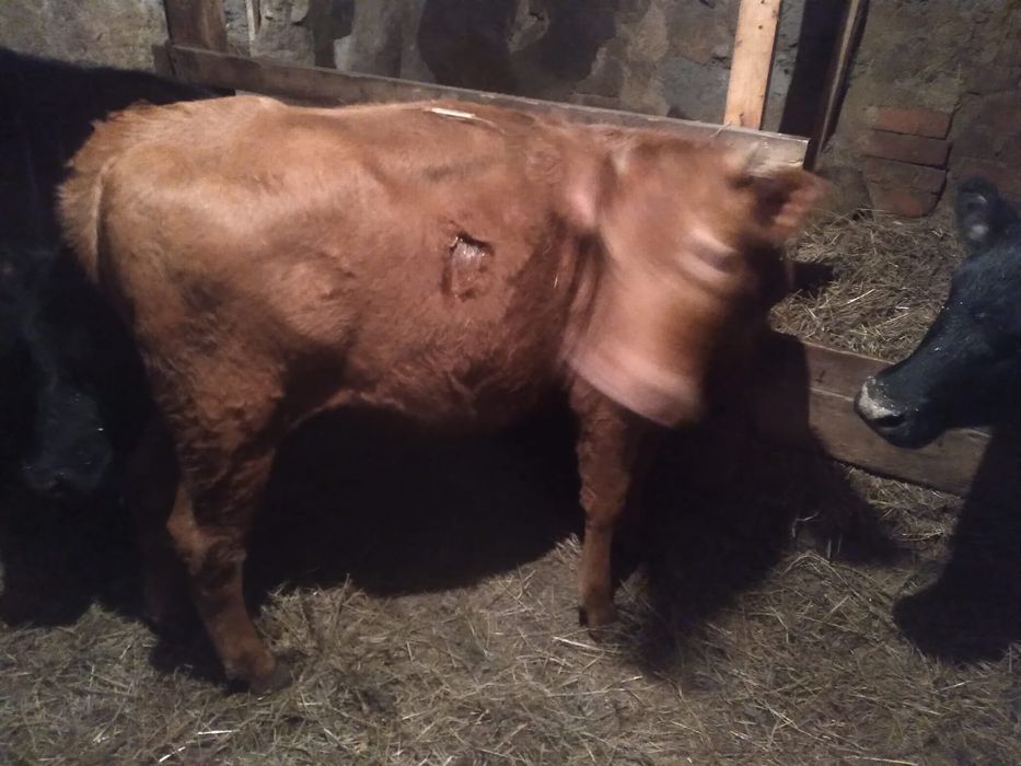 Продам телку одну на выбор