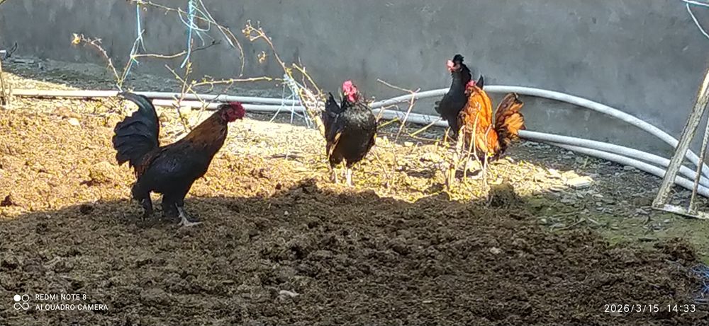 Yapon tovuq va xorozlar sotiladi