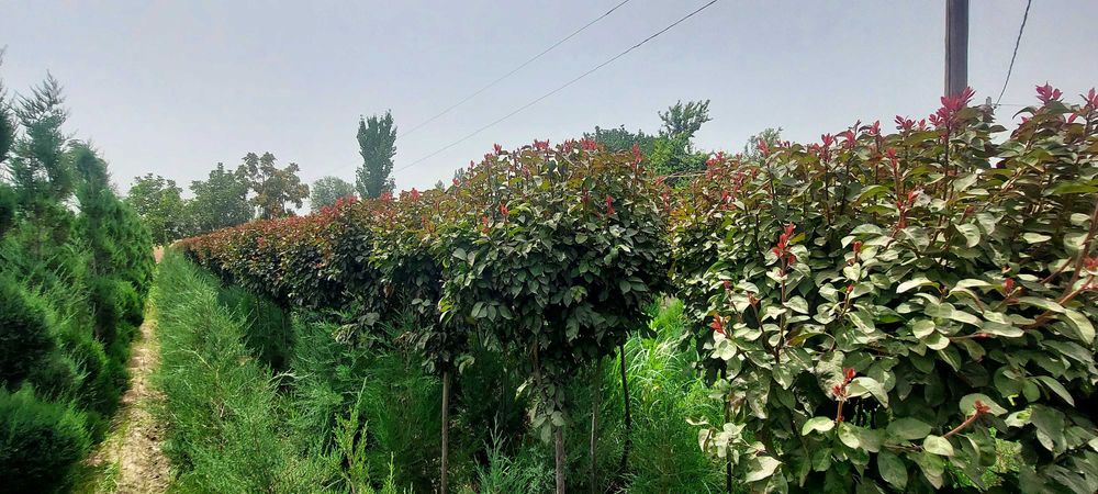 Декоротив кучатлари сотилади