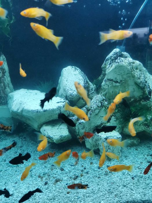 Аквасалон,, Ковчег " живородки