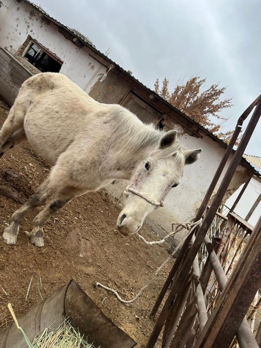 Бие,жуас бағасына келісеміз