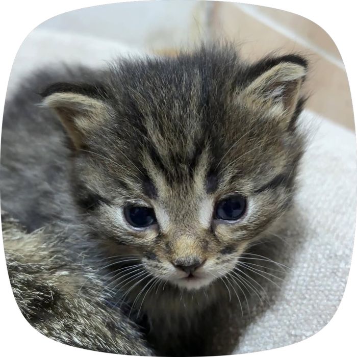 Котята полувеслоушки