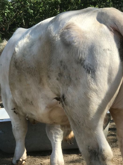 Taur cahrolaise