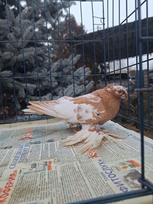 Продам молодого навата 2025