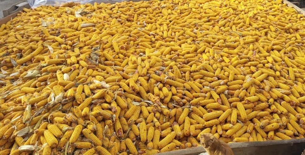 Porumb știulete producție 2025