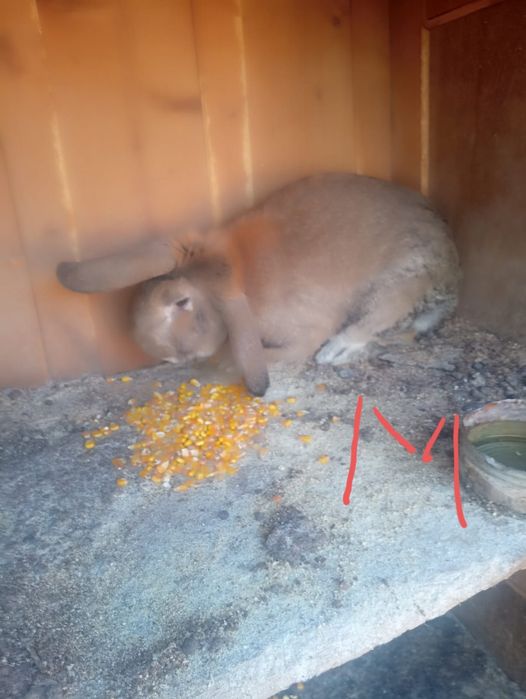 De vânzare doi masculii și doua femele după cum se vede an poza dau și pe porumb boabe sau macinat