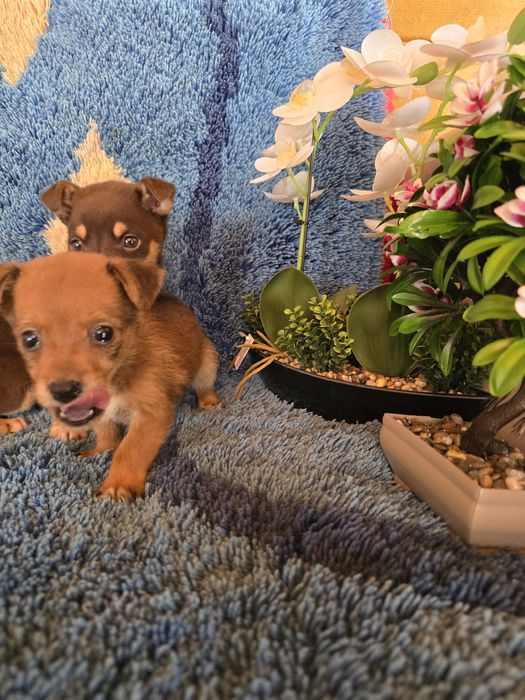 Мини чиху пинчери