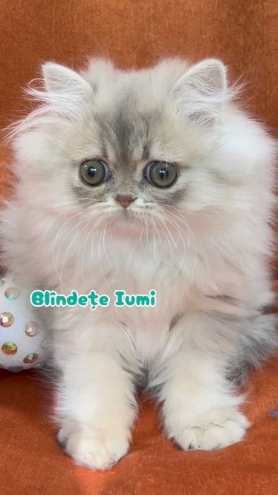 Pisica Persana Chinchilla cu Pedigree