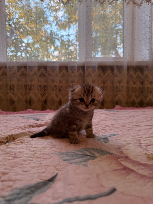 Продам шотландских котят