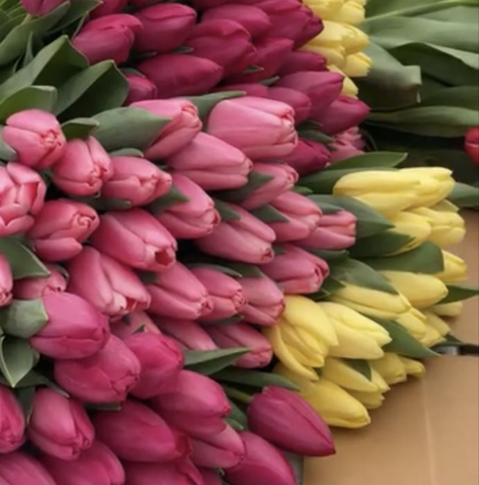 Весенний опт тюльпаноы Усть-Каменогорск