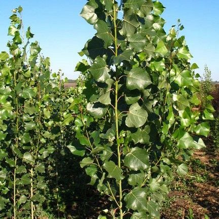 Саженцы тополя пирамидальный