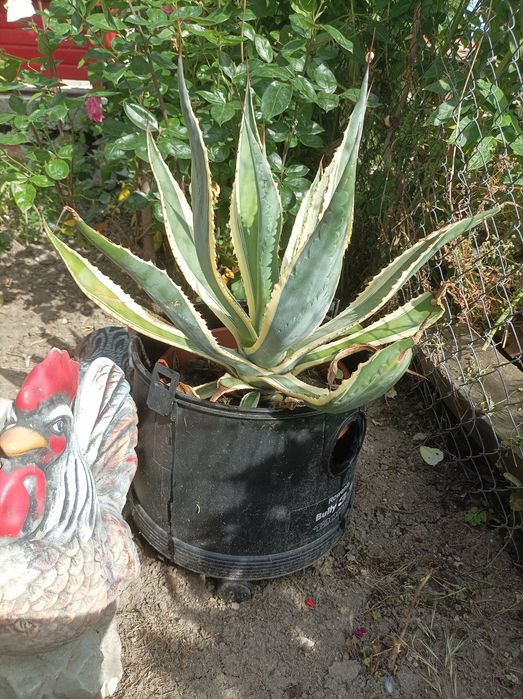 Агаве Столетник цвете